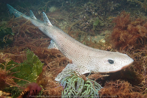 Small-spotted Catshark, photo 3 of 7