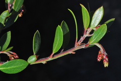 Arctostaphylos franciscana