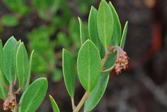 Arctostaphylos franciscana