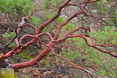 Arctostaphylos franciscana