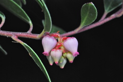 Arctostaphylos franciscana