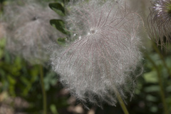 Pulsatilla dahurica