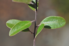 Arctostaphylos franciscana
