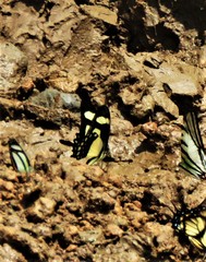 Heraclides torquatus