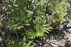 Pulsatilla dahurica