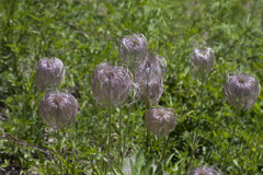 Pulsatilla dahurica
