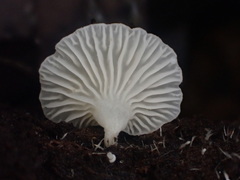 Lactifluus genevieveae