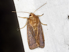 Proteuxoa porphyrescens