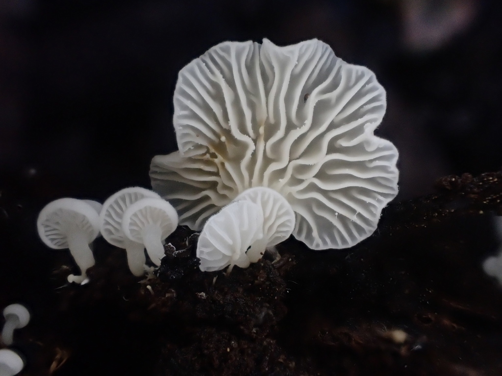 Lactifluus genevieveae