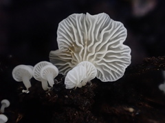 Lactifluus genevieveae