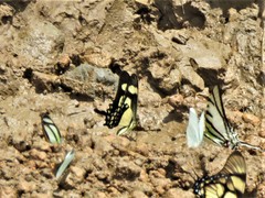 Heraclides torquatus