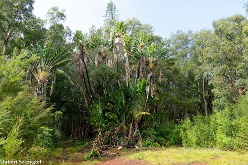 Ravenala madagascariensis observed 2020-12-27