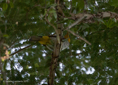 Hemithraupis flavicollis