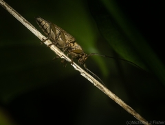 Temnosternus planiusculus