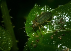 Hoplostines laporteae