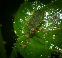 Hoplostines laporteae