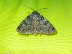 Ichneutica virescens