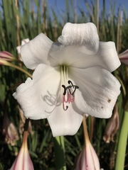 Crinum macowanii image