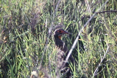 Pternistis rufopictus