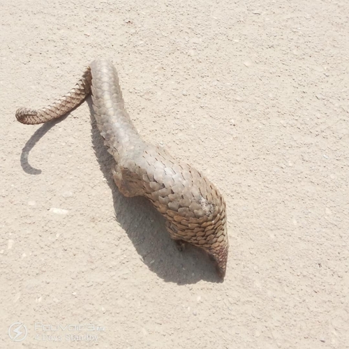 White-bellied Pangolin