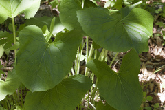 Ligularia sachalinensis