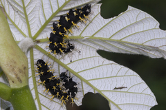 Colobura dirce