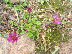 Anemonastrum rupestre