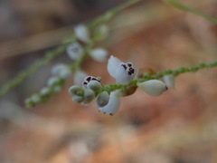 Polygonella ciliata