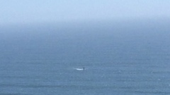 Megaptera novaeangliae