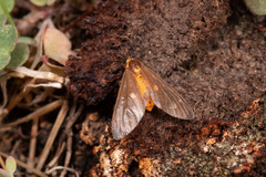 Dysauxes famula