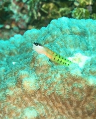 Ecsenius fijiensis