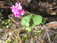 Primula rotundifolia