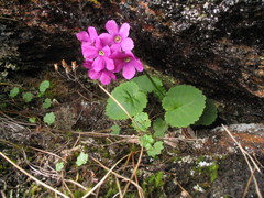 Primula rotundifolia