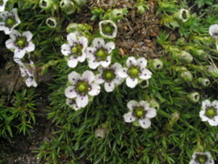 Arenaria globiflora