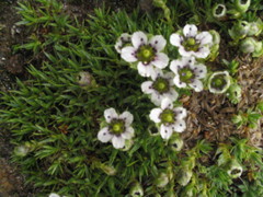 Arenaria globiflora