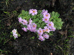 Primula concinna