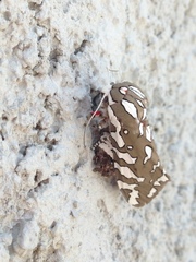 Arachnis dilecta