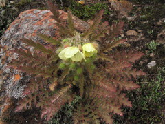 Meconopsis napaulensis