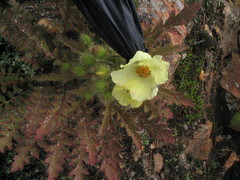 Meconopsis napaulensis