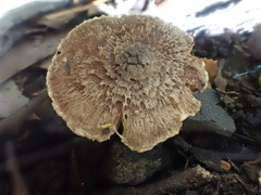 Inocybe australiensis