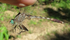 Arigomphus pallidus
