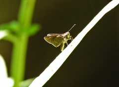 Callimormus interpunctata