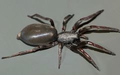 Lampona cylindrata