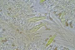 Inocybe australiensis