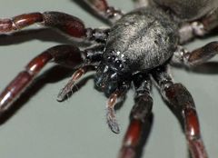 Lampona cylindrata