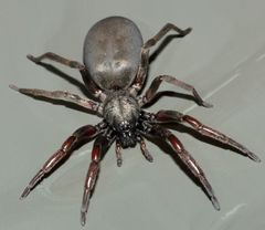 Lampona cylindrata