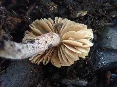 Inocybe australiensis