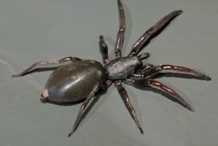 Lampona cylindrata