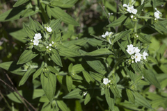 Lithospermum erythrorhizon