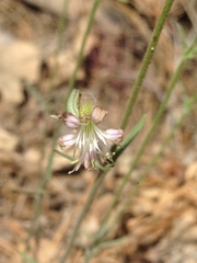 Silene verecunda